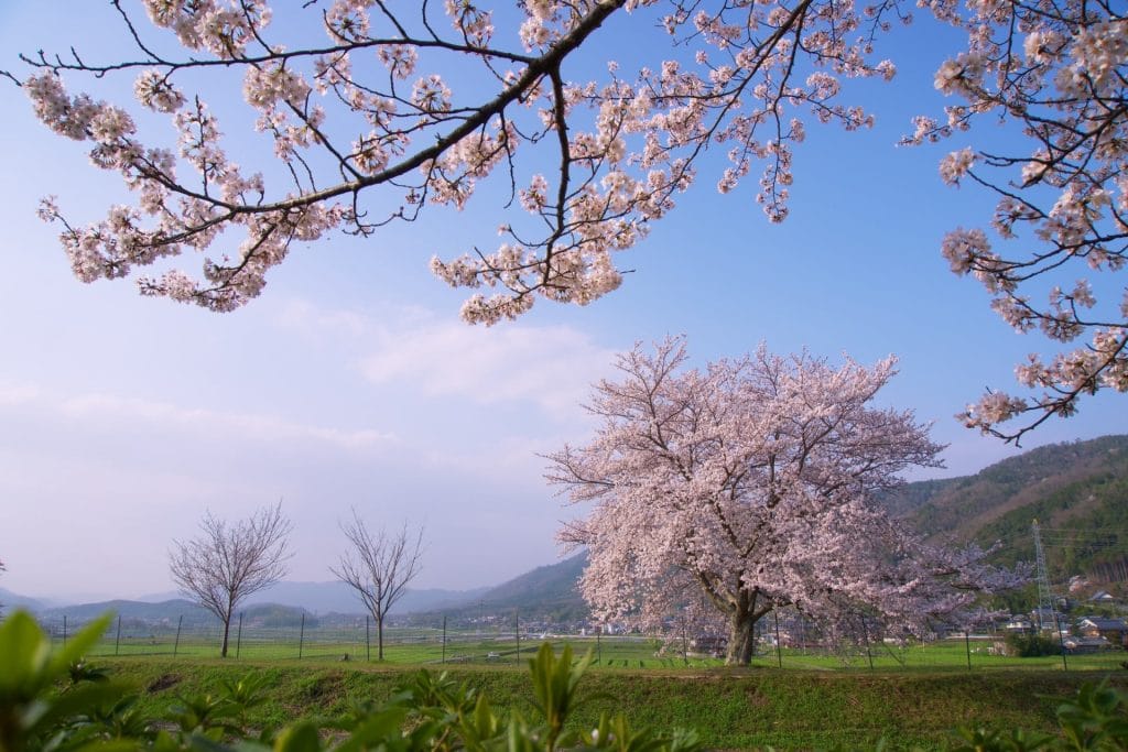 青空に咲く満開の桜