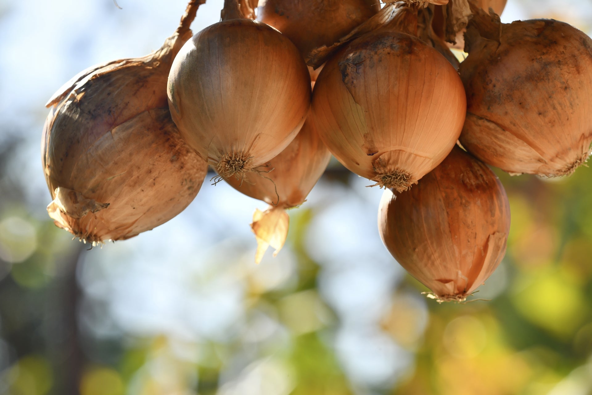 庇(軒)の設計が家の快適さを決める|日射遮蔽とパッシブ設計の基本【茨城・千葉 注文住宅】