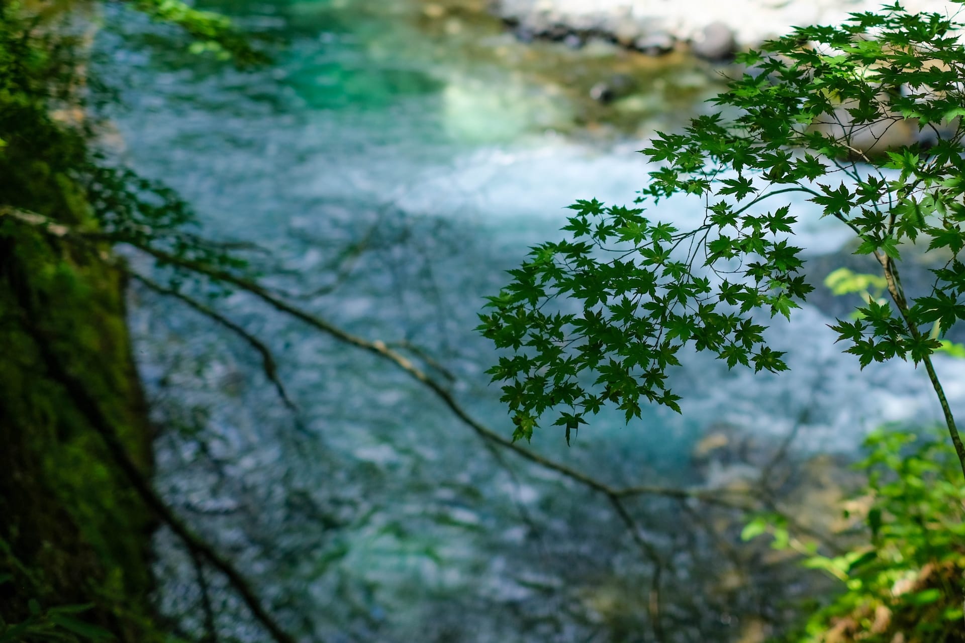 木々に囲まれた澄んだ水辺