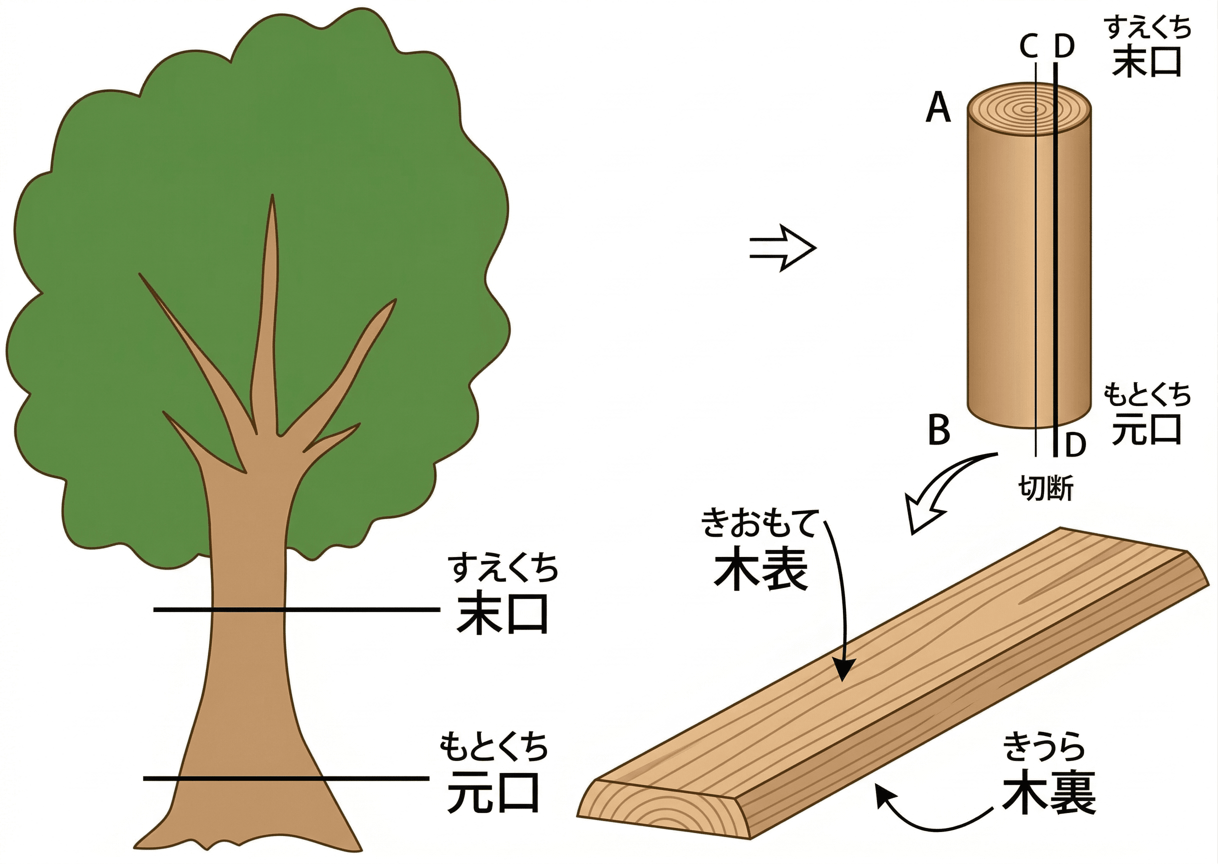 立木の元口・末口と、製材した板の木表・木裏の関係を示した図