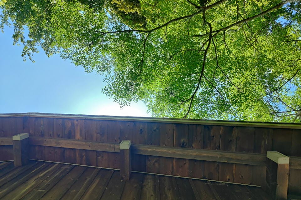 ウッドデッキから見上げる新緑と青空